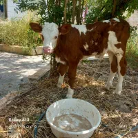 تهیه وخرید فروش انواع گاو گوساله سیمینتال هلشتاین