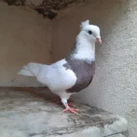 کفتر طوقی|پرنده|قم, فرهنگیان و شهربانی|دیوار