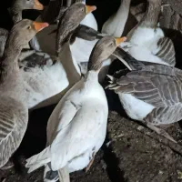 غاز|حیوانات مزرعه|اهواز, اسماعیلیه|دیوار