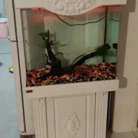 اکواریوم|ماهی|هشتگرد, شهرک ایران خودرو|دیوار