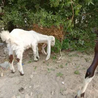 بز کهره گلابی نر|حیوانات مزرعه|بندر ماهشهر, |دیوار