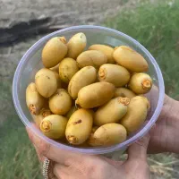 فروش خارک حاج باقری
