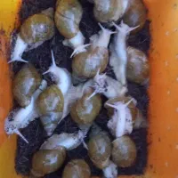 آلبینو حلزون