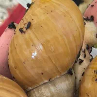 حلزون درمانی و پرورش حلزون