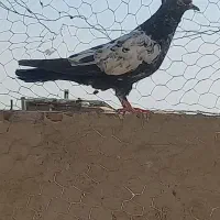 کفتر سینه ای|پرنده|ساوه, |دیوار