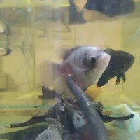 سه عدد ماهی|ماهی|رفسنجان, |دیوار