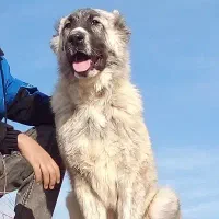 توله خراسانی نر