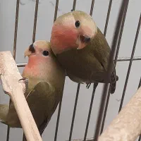 دوتا طوطی برزیلی کوتوله ۲ ماهه