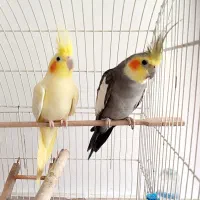 فروش عروس هلندی