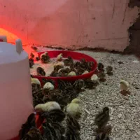 پرورش ماکیان آشیانه سپید|حیوانات مزرعه|مشهد, چهاربرج|دیوار