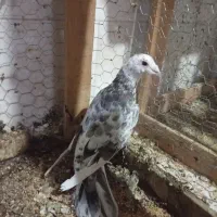 کفتر سار