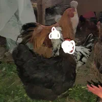 خروس برهما جوان|حیوانات مزرعه|قم, شهرک امام حسن|دیوار