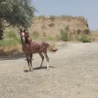 یک اسب و دو مادیون