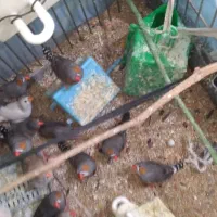فنچ  همه رنگ|پرنده|گلستان (تهران), |دیوار