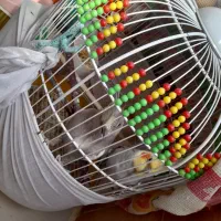 عروس هلندی جفت