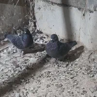 زاغ نرماده به شرط ۱۲ساعت|پرنده|قم, چهل درخت‎|دیوار