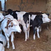 نوبر|حیوانات مزرعه|کمیجان, |دیوار