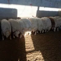 بره سفید صادراتی|حیوانات مزرعه|کوهدشت, |دیوار