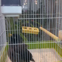 مرغ مینا با قفس