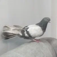 کبوتر15دم ماده نقره ای اصفهانی معاوضه پلاکی کاشانی