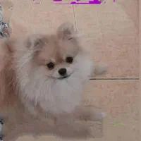 سگ گمشده|حیوانات|زرند, |دیوار