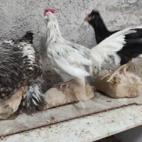 برهما و گلین نیمچه|حیوانات مزرعه|شیراز, شهرک گلستان|دیوار