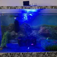 اکواریوم .با تمام امکانات و 10ماهی .