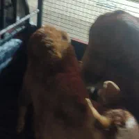 گوساله شیری|حیوانات مزرعه|حمیدیه, |دیوار