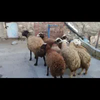 7 راس بره ماده داشتی