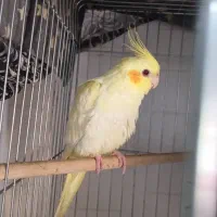 عروس لوتینو