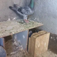 کفتر پرش جفتگاه