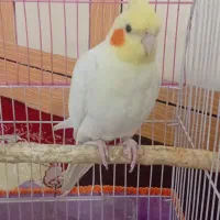 عروس هلندی