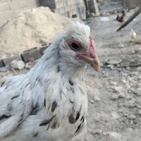 مرغ باجوجه|حیوانات مزرعه|آبدان, |دیوار