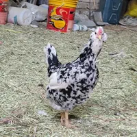 تعداد۲۰ عدد مرغ خروس