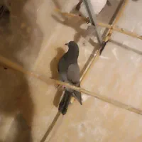 فروش چن  عدد کبوتر|پرنده|کهریزک, |دیوار