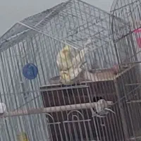 عروس هلندی با تخم