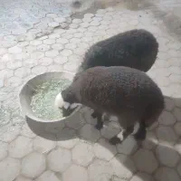 بره ریز علف خور