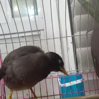 فروش ۲عددمرغ مینا با لوازم|پرنده|کلاله, |دیوار