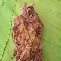 کاهوبرگ زرد