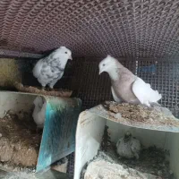 سه جفت کبوتر اصلی درجه یک حراج
