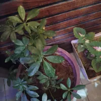 گل طبیعی زیبا برای باغچه و خونه|گل و گیاه طبیعی|فولادشهر, مسکن مهر فولادشهر|دیوار