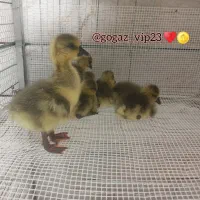 جوجه قوغاز آفریقایی