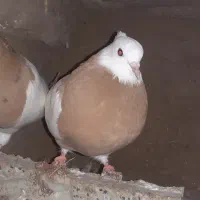 طوقی زرد و زرد خال سیا