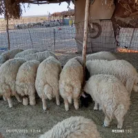 بره تمام پروار باب قصابی