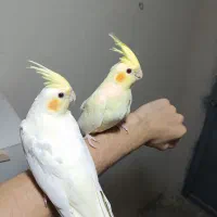 جوجه عروس هلندی لوتینو و سینامون