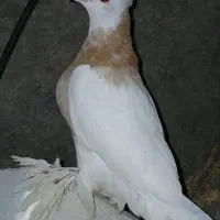 طوقی .ابلق .پلنگ سرخ