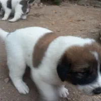 فروش توله نگهبان|سگ|بهشهر, |دیوار