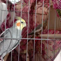 عروس هلندی نروماده