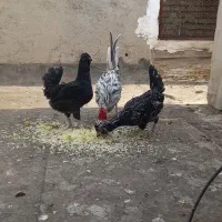 مرغ گلین