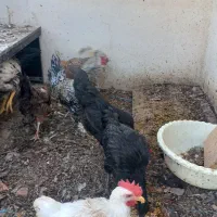 مرغ وخروس فروشی